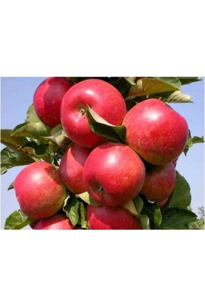 Яблуня колоновидна Вікторія зимова купити